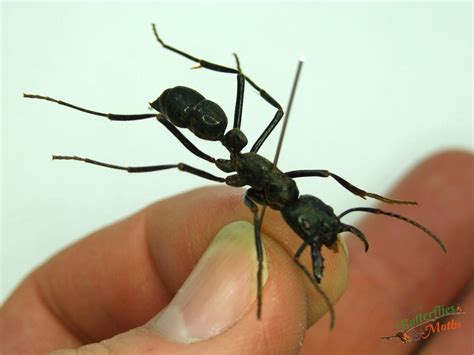 Dinoponera gigantea .